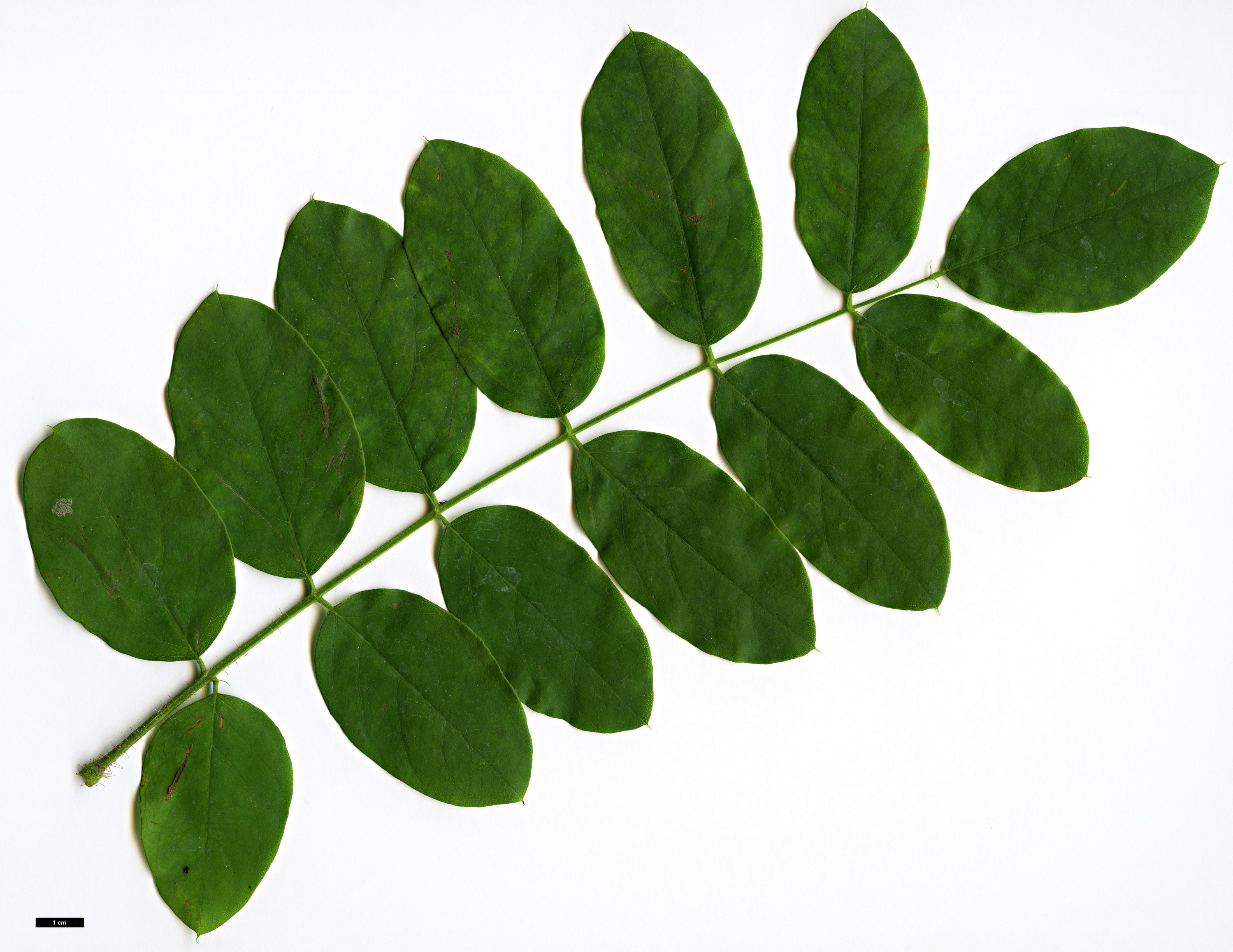 High resolution image: Family: Fabaceae - Genus: Robinia - Taxon: hispida